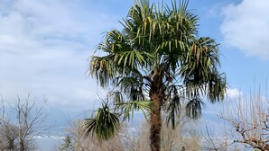 Una palmera, una cerca metálica y un banco en un parque.