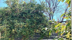 Ein Garten mit Baum, Blumentöpfen und einer Zierwand.