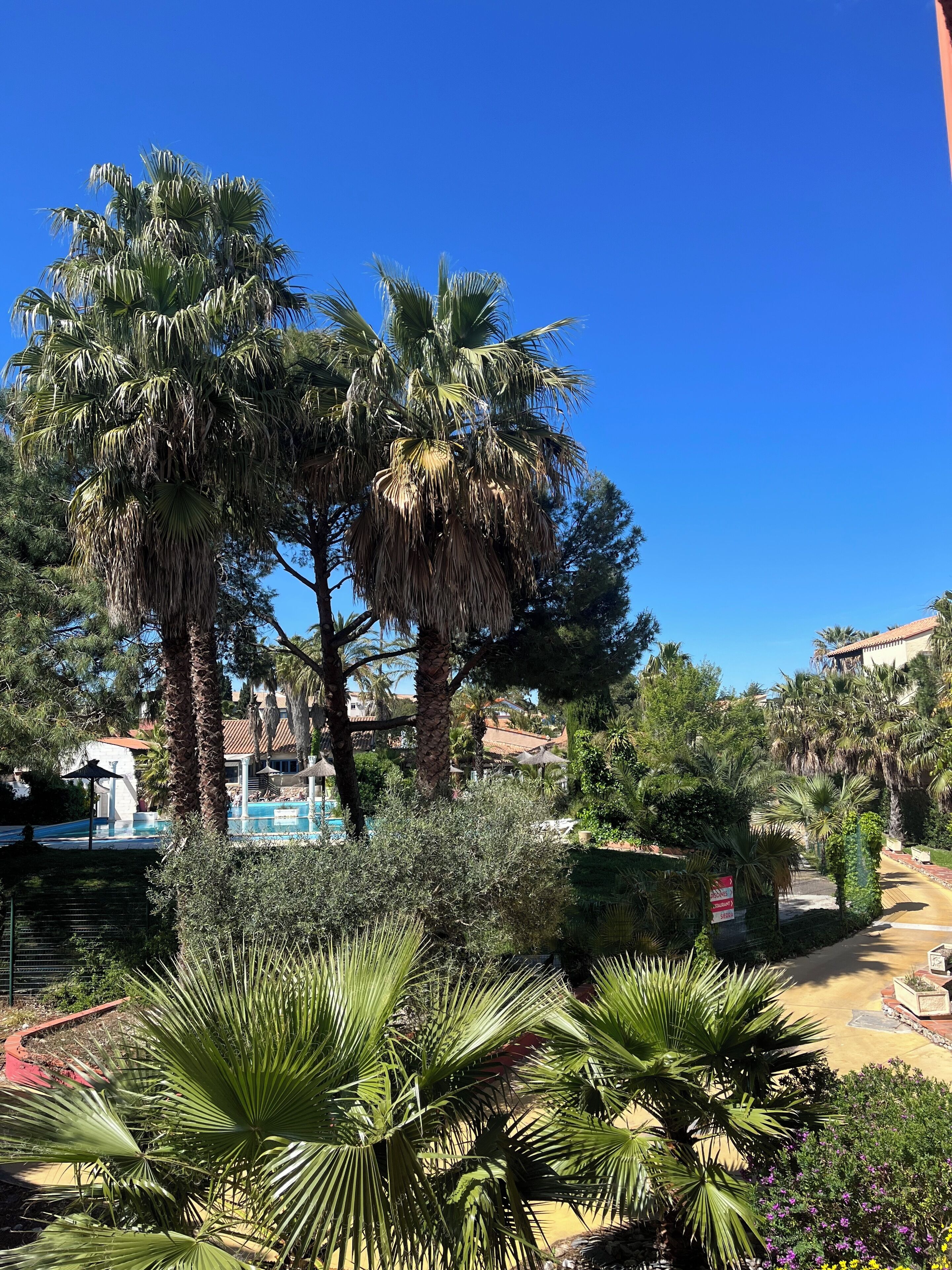Ein Resort mit Palmen, einem Schwimmbad und einem gepflegten Garten.