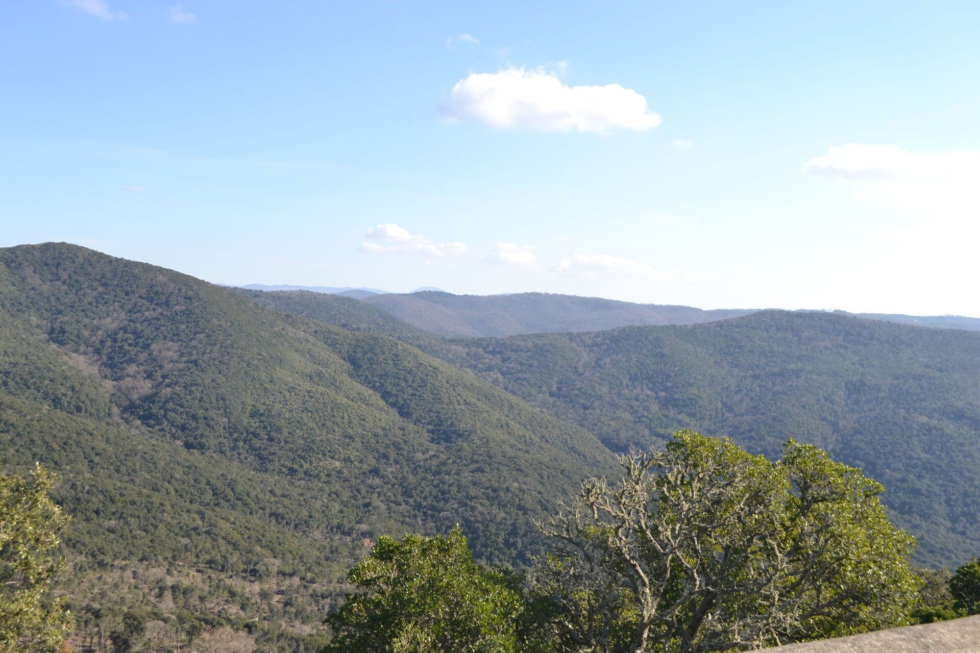 Eine gebirgige Landschaft mit dichtem Wald.