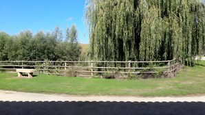 Ein Holzzaun, eine Bank und eine große Weeping Willow-Kiefer.