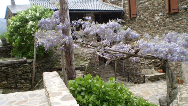 Un chemin de pierres mène à un bâtiment rustique surmonté d’un toit de tuiles, entouré d’une végétation luxuriante et de plantes grimpantes aux fleurs violettes.