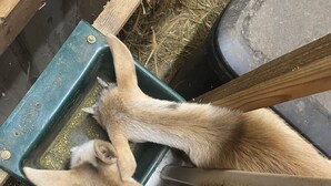 Een close-up van het hoofd en de nek van een geit, met oren die een groene voedertrog raken.