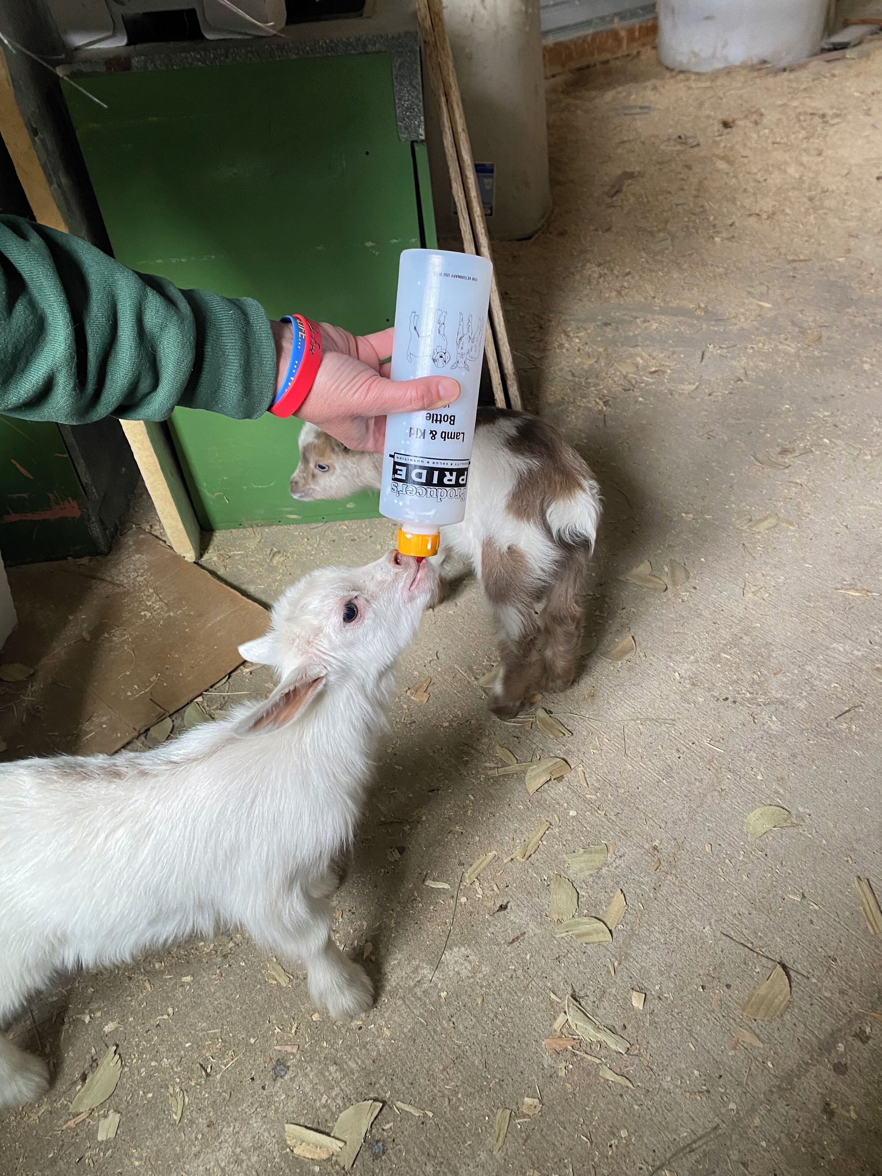 Huisdieren toegelaten