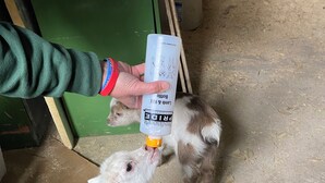 Iemand voert een geit met de fles, genaamd 'PORKEYE', voer in een schuur.