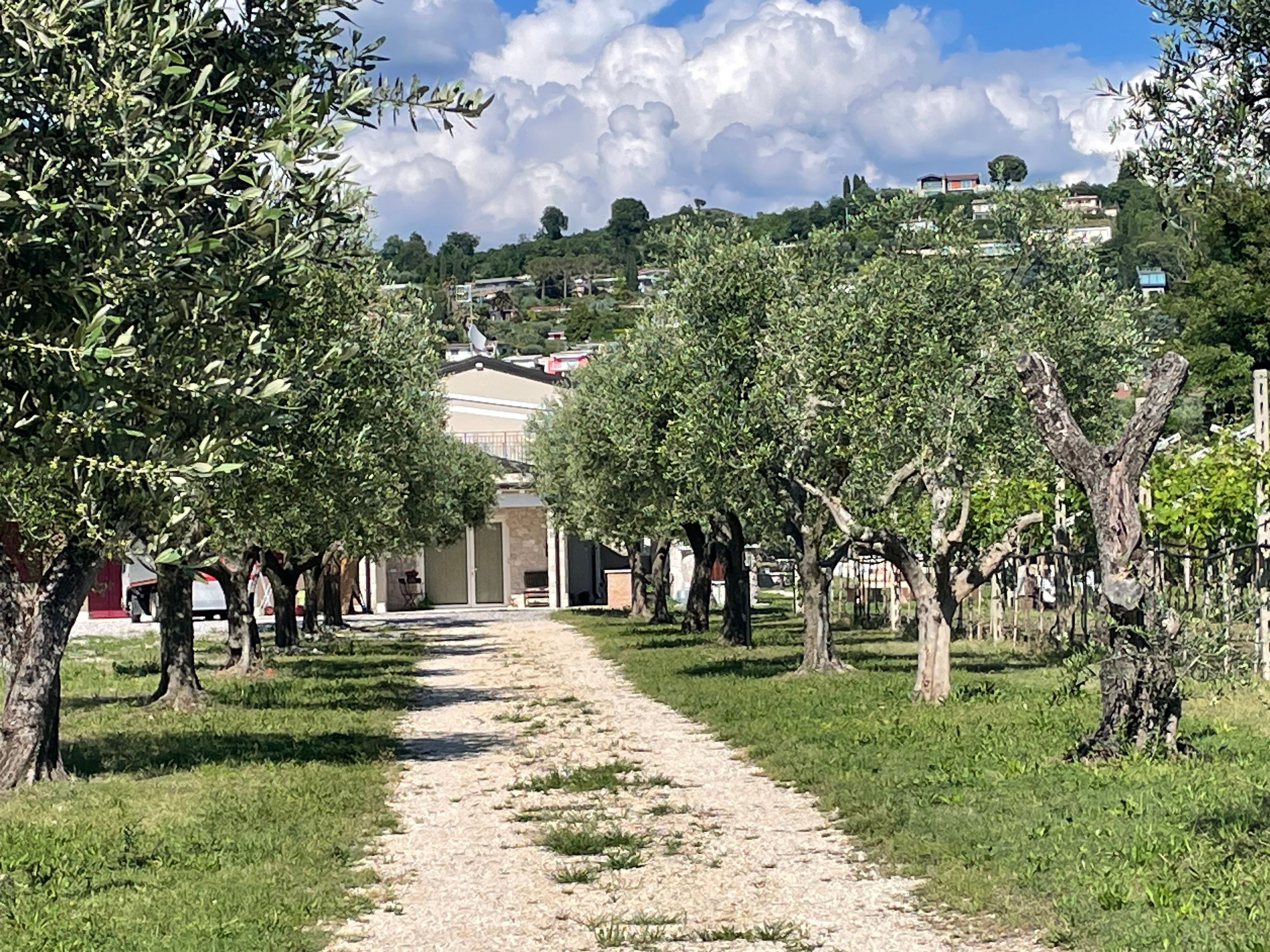 Un chemin menant à un bâtiment entouré d’arbres.