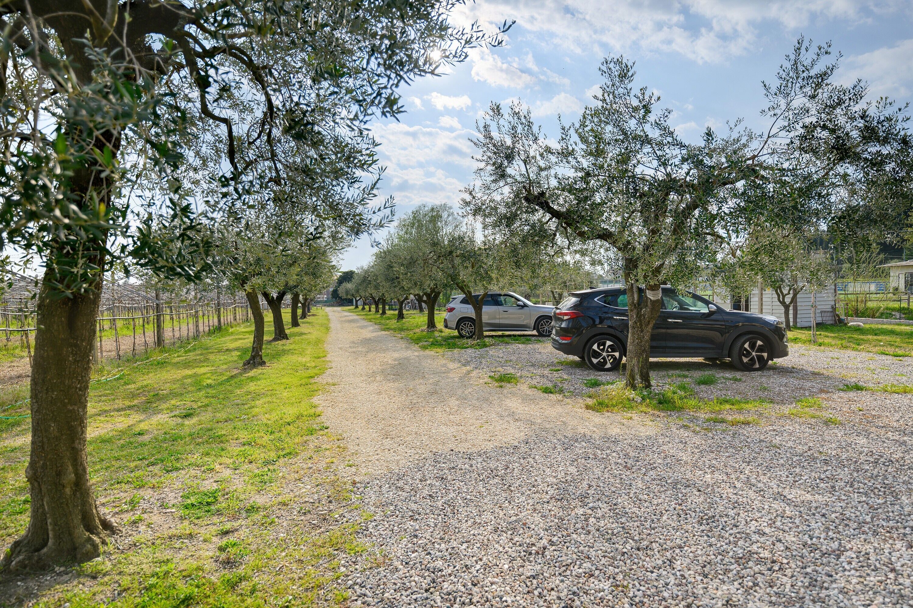 A gravel path lined with trees, parked cars, and a fence.