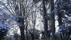 A snow-covered path in a forested area with trees and shrubs. - THE LARGE COTTAGE AT CHÂTEAU SAINTE MARIE NEAR THE MARAIS POITEVIN (Fors)