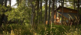 Forest of Dean Woodland - Golden Oak, Coleford