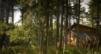 Blackwood Forest Golden Oak, Winchester