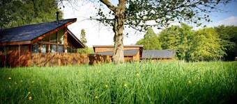 Forest of Dean Meadow - Silver Birch, Coleford