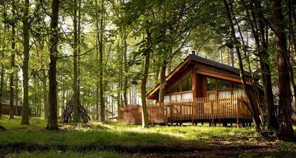 Forest of Dean Woodland - Golden Oak, Coleford