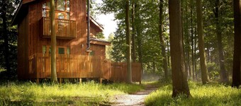 Sherwood Forest Golden Oak, Edwinstowe