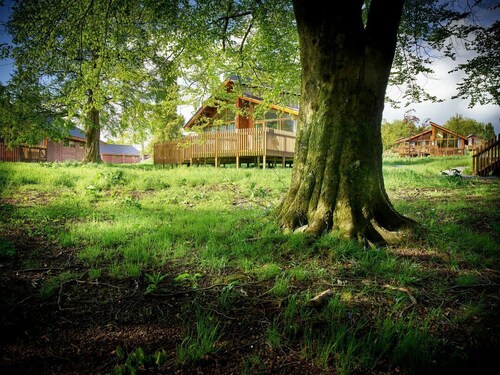 Forest of Dean Meadow - Golden Oak, Coleford