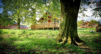 Forest of Dean Meadow - Golden Oak, Coleford