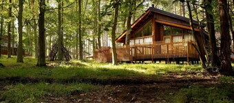 Forest of Dean Woodland - Golden Oak, Coleford