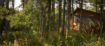 Thorpe Forest Golden Oak, Thorpe Forest