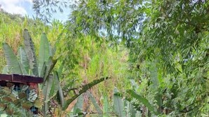 Nhà gỗ, quang cảnh vườn | Khuôn viên nơi lưu trú