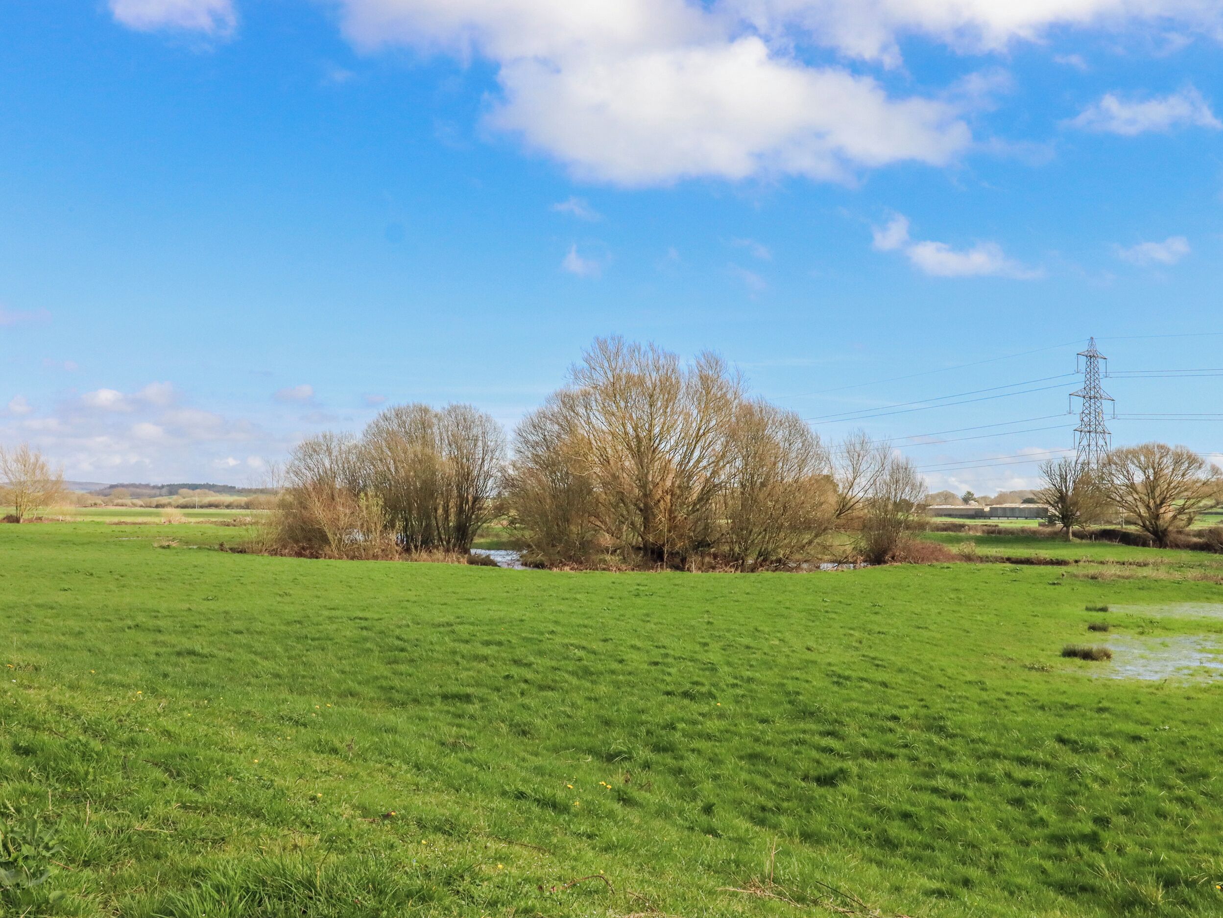 A green field with trees and a power line tower in the distance.