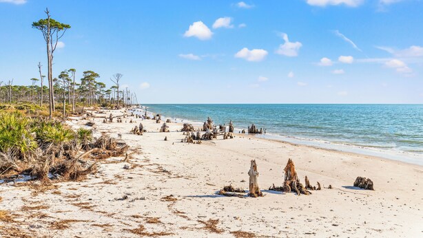 Ein Strand mit Treibholz und vereinzelter Vegetation entlang der Küste.