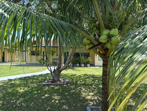 A palm tree with green coconuts, a well-maintained lawn, and a building with a yellow facade in the background.