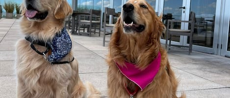 Dos perros sentados en una zona pavimentada con un edificio moderno al fondo.