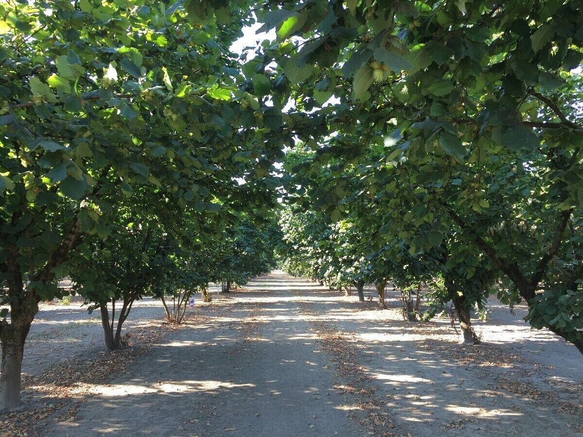 A pathway lined with trees in a park.