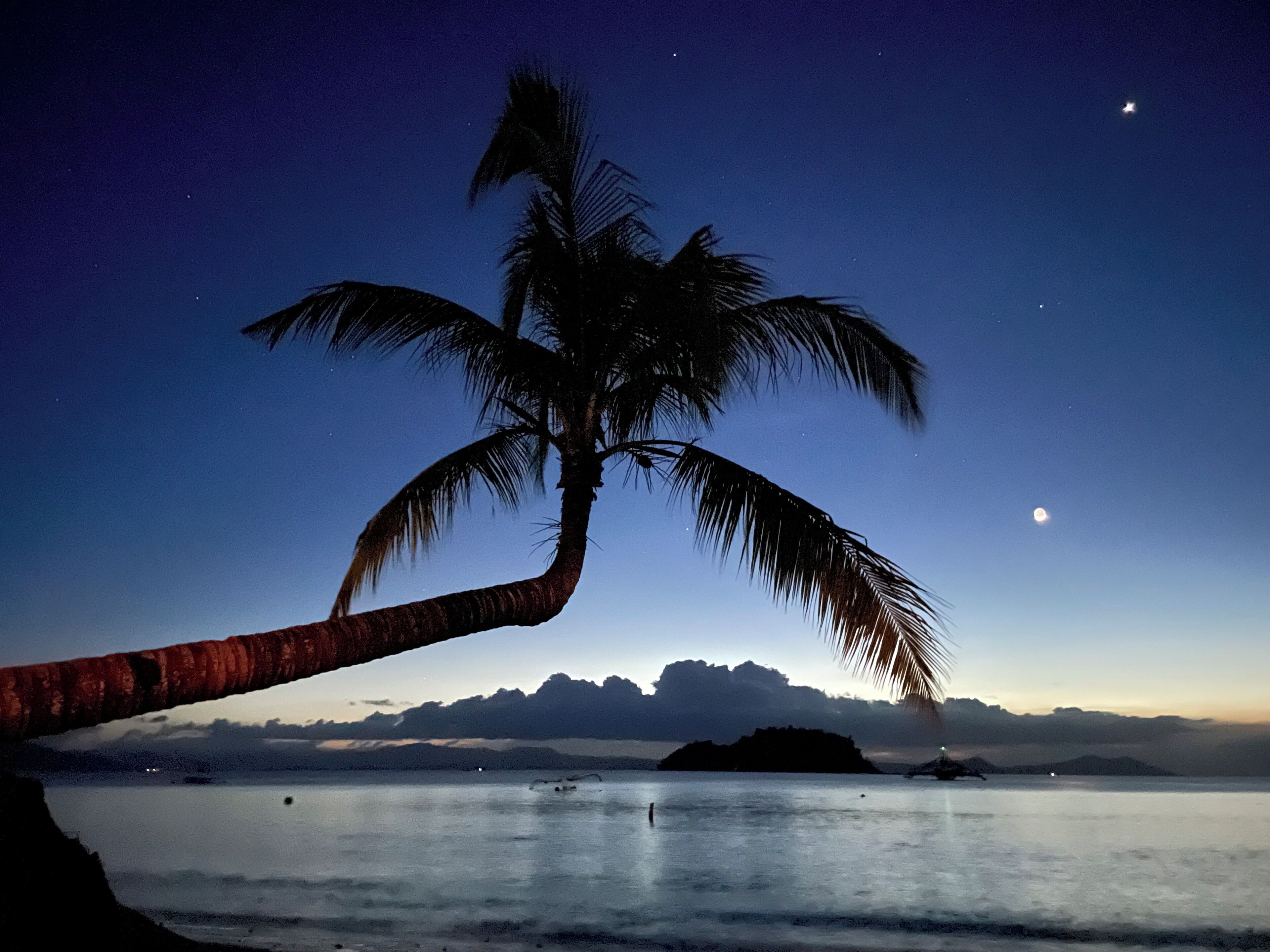 A palm tree silhouetted against a night sky with a moon and stars, overlooking a calm sea with distant landforms.