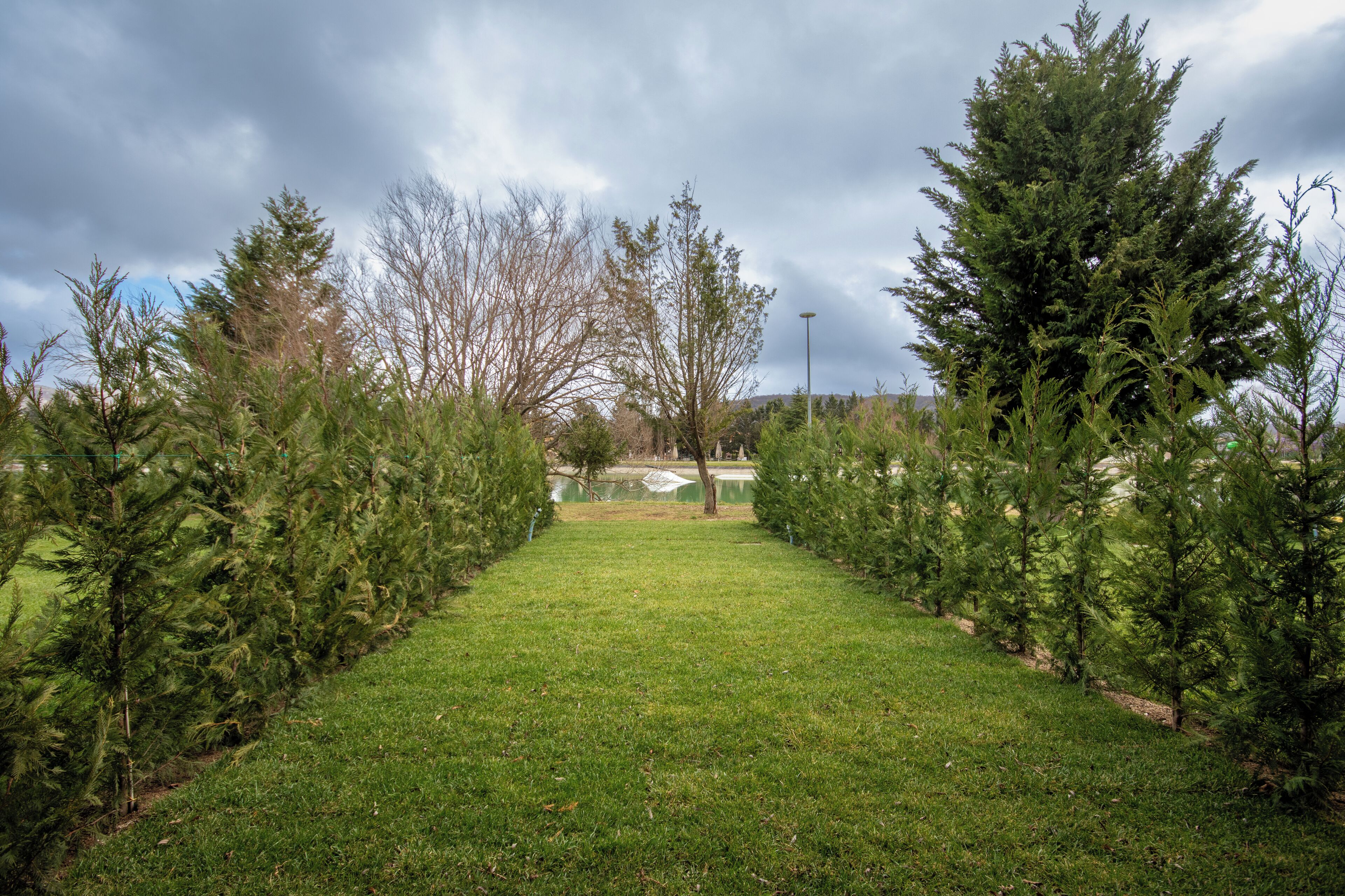 A pathway flanked by young trees leading to a distant pond.