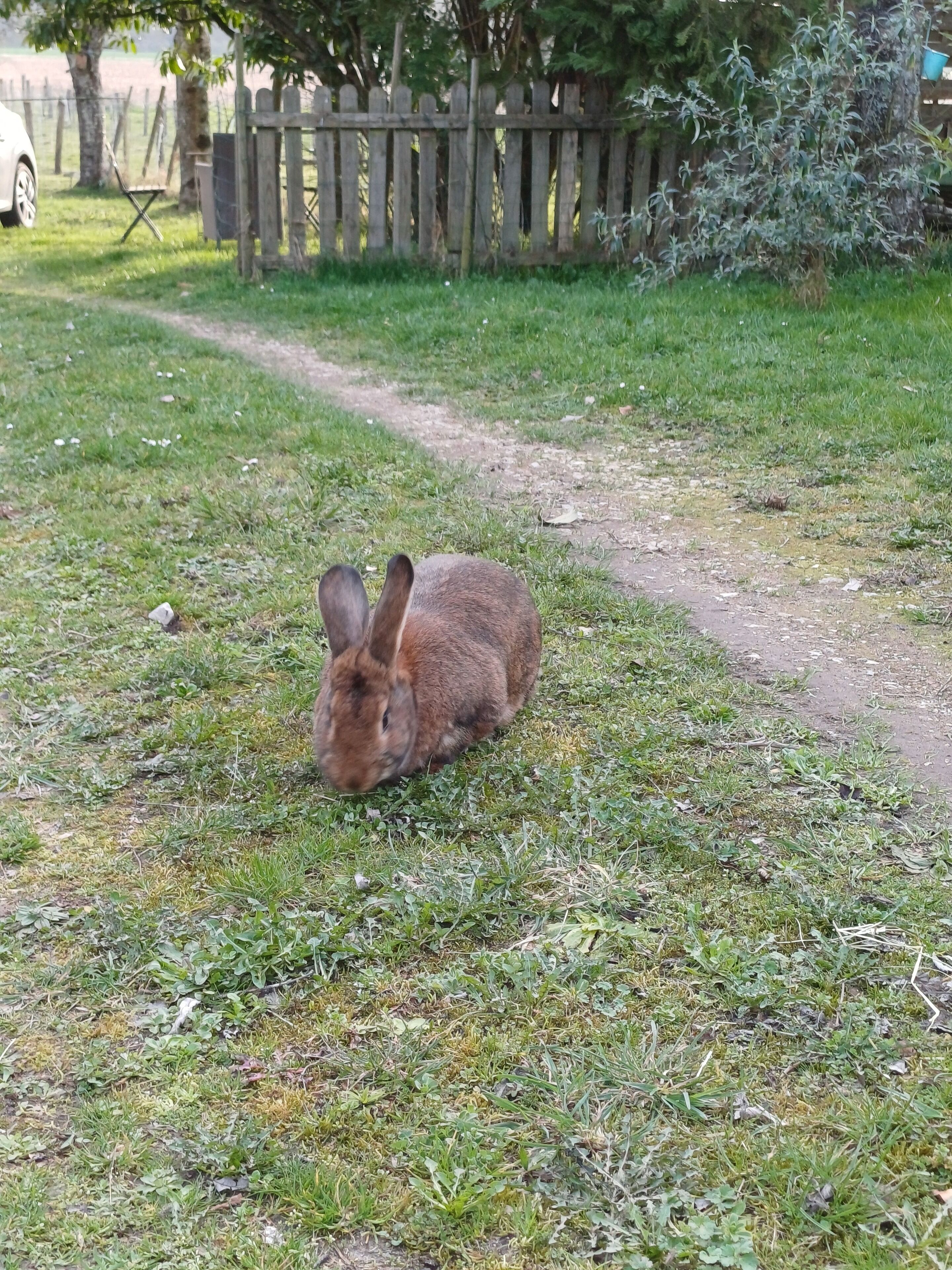 A rabbit on a grassy path in a fenced area.