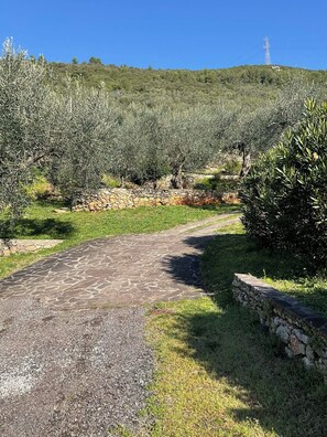 A paved pathway leading through an olive grove with stone walls and a hill in the background.