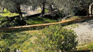 Ein Olivenhain mit Baumreihen, einem Steinweg und Blick auf weit entfernte Felder und Häuser.
