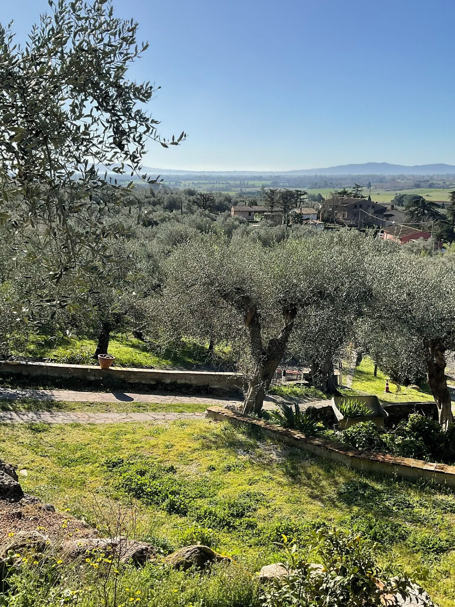 An olive grove with a clear view of the countryside and distant hills.