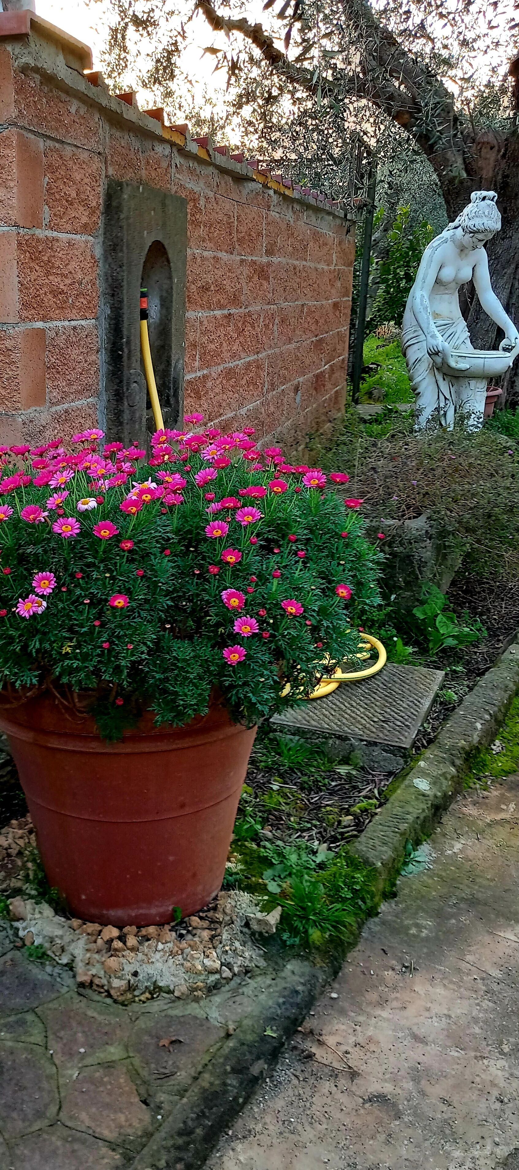 Un giardino con una pianta in vaso di grandi dimensioni e fiori rosa, un muro in mattoni con una piccola finestra e una statua di una donna che tiene un cesto.