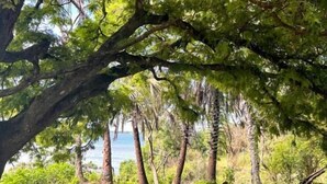 Ein Strand mit einer Holzbank und einem großen Baum, der Schatten spendet.
