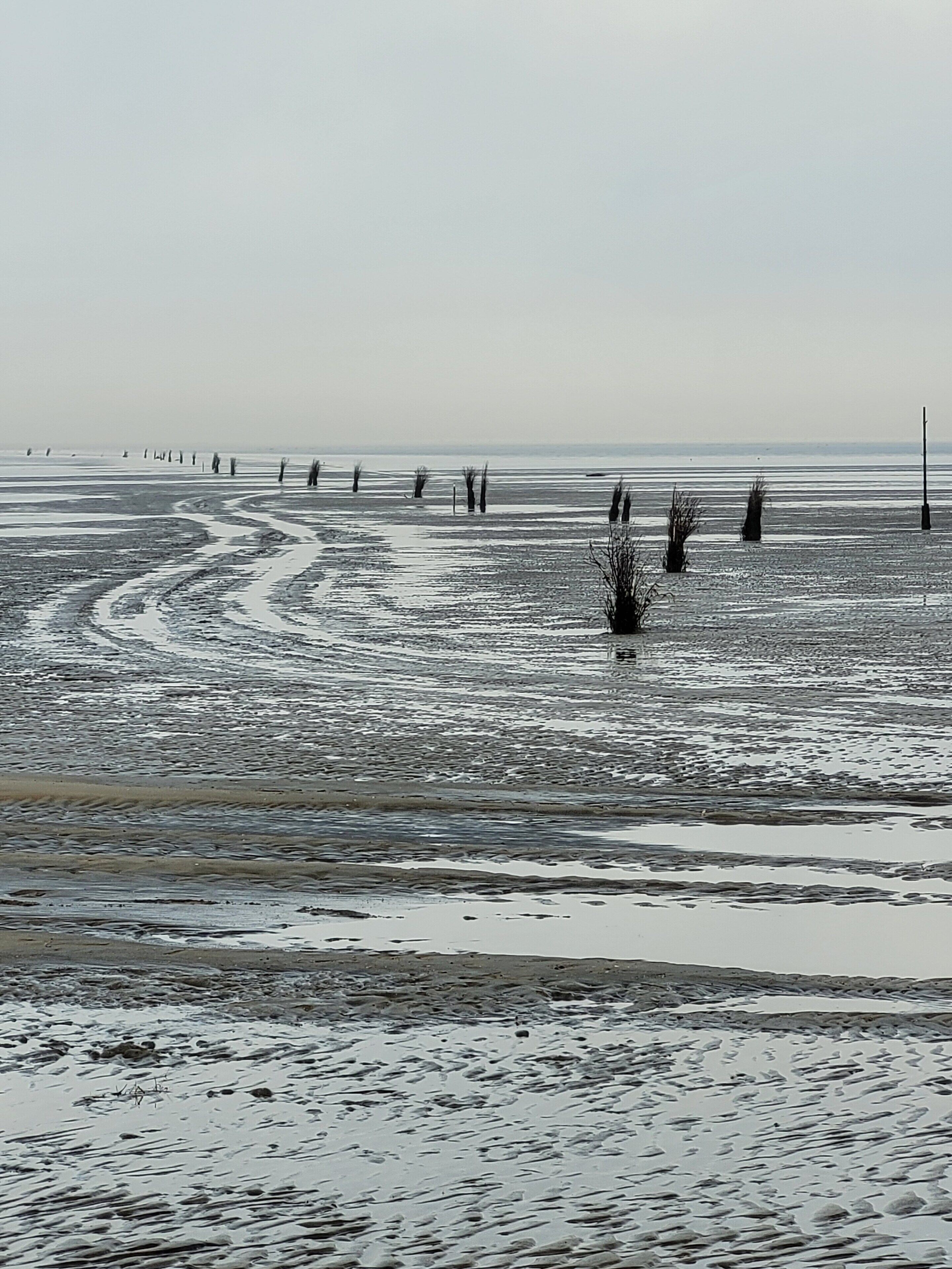 A beach with wet sand and sparse vegetation.