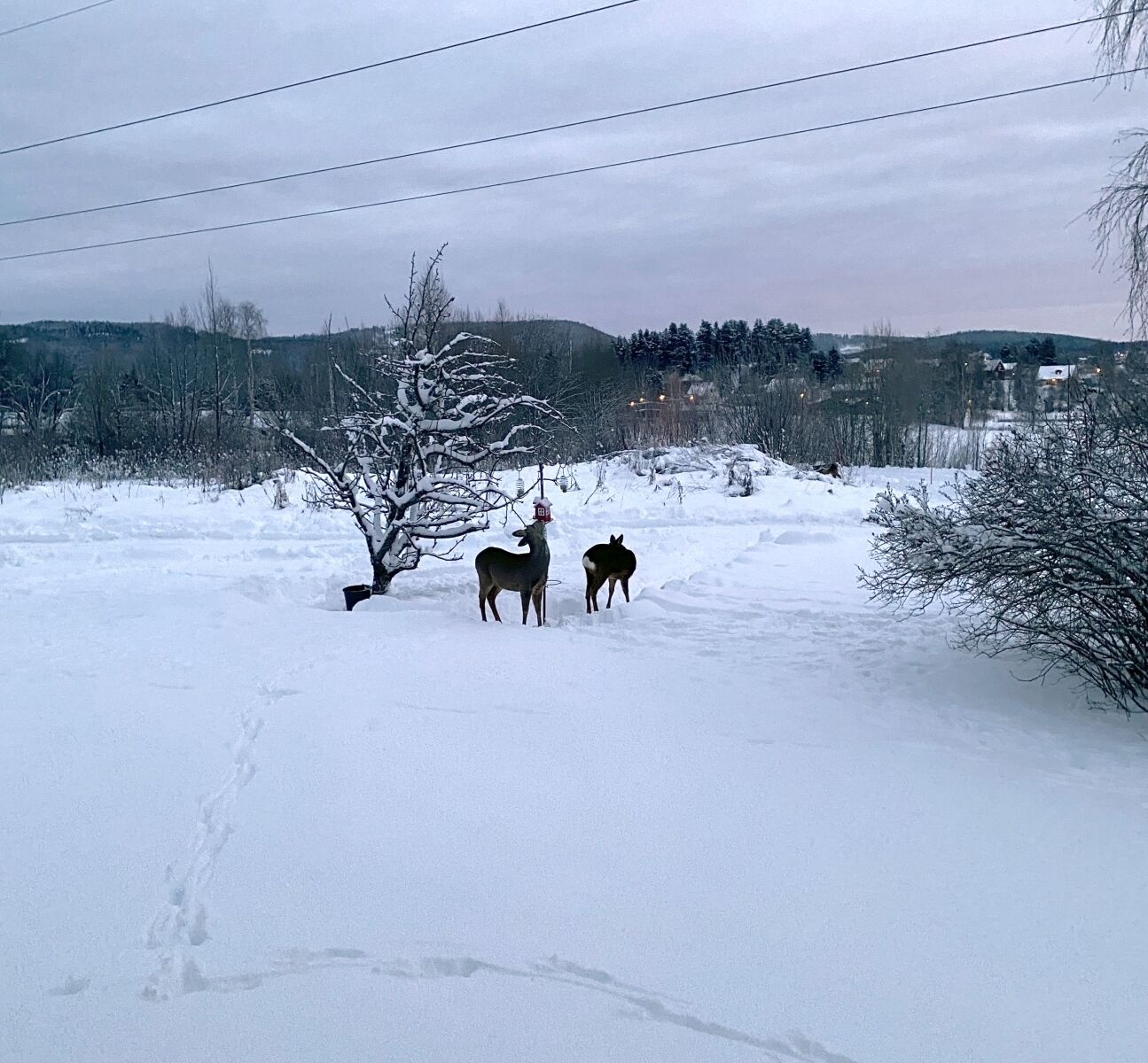 A snowy landscape with two deer standing near a tree.