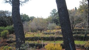 Ein Garten mit alten Bäumen, gepflegten Hecken und verschiedenen Sträuchern.