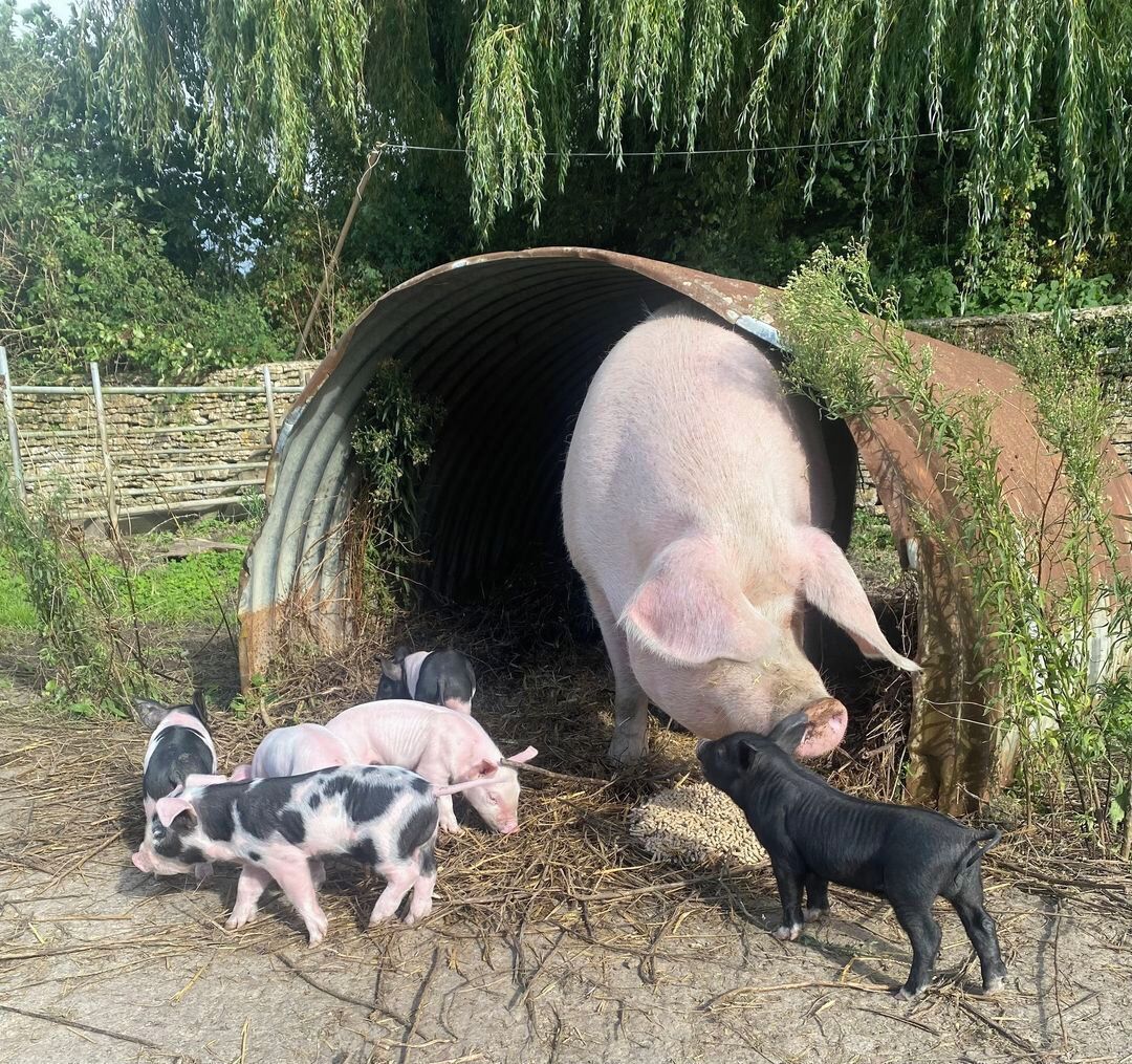 A pig in a metal structure with piglets around it.