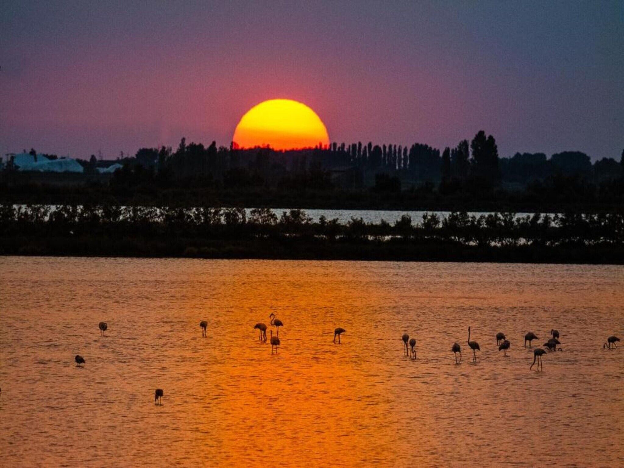 A sunset over a body of water with several birds on the surface.