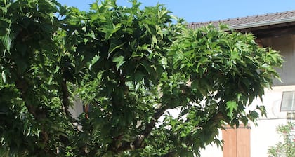 Gßte Fleurs de Gamay, au coeur du Beaujolais. Animaux acceptés