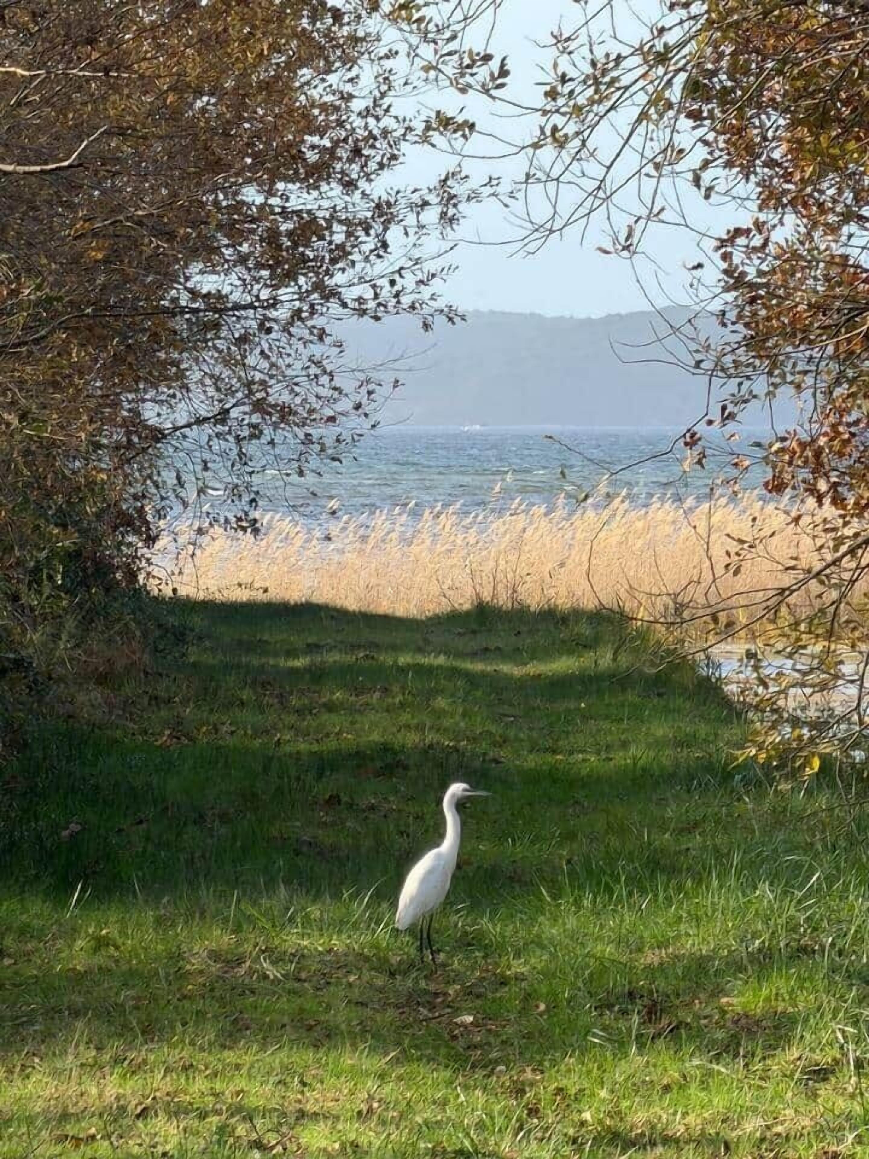 Un oiseau blanc se tient sur l’herbe, près d’une étendue d’eau, avec des arbres et une rive éloignée.