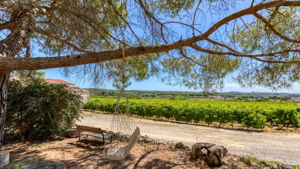 A vineyard with rows of grapevines, a wooden bench, and a hammock under a tree. - Le petit mas du vigné (Saint-Pargoire)