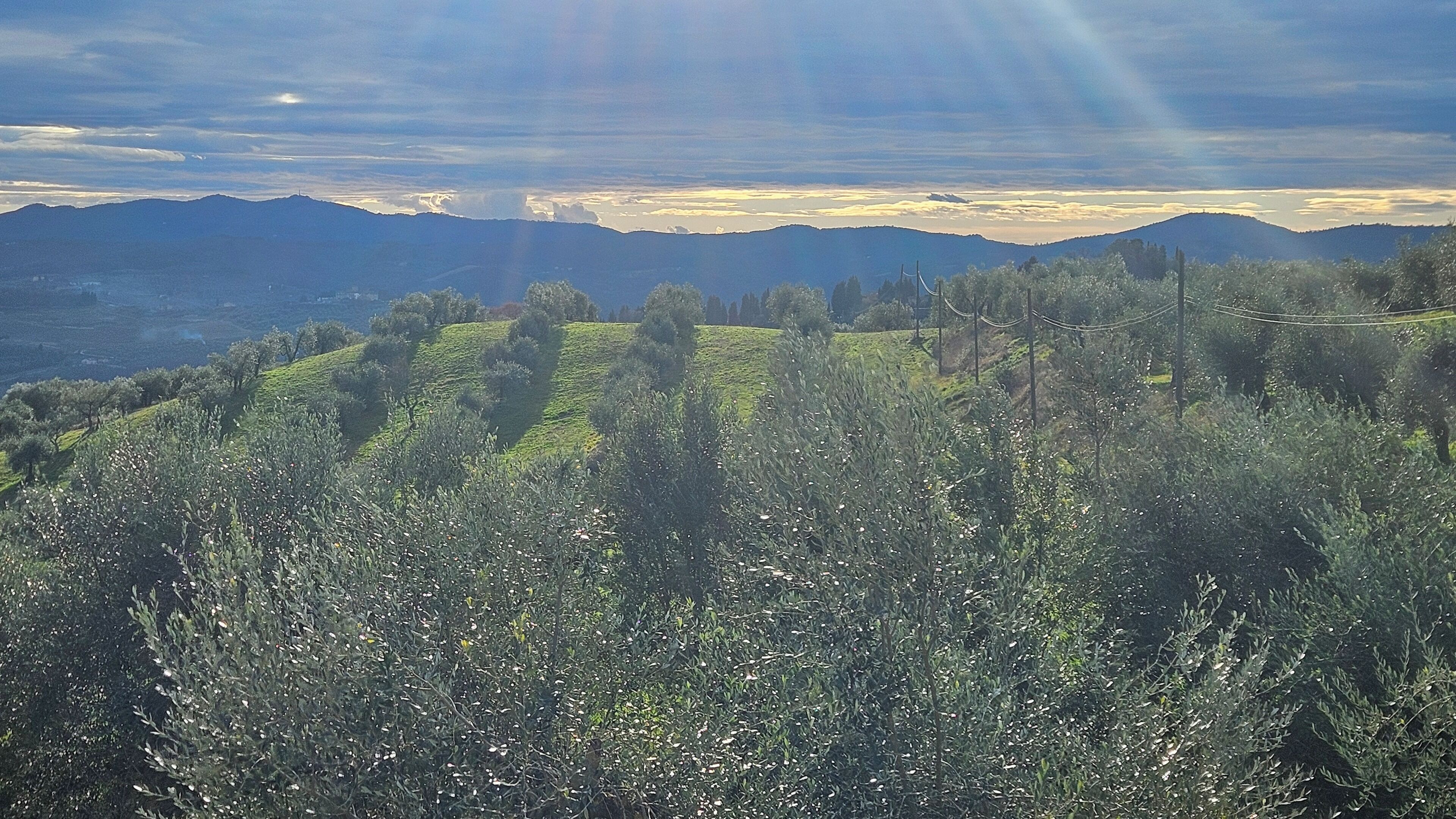 Paisaje montañoso con olivares y colinas lejanas bajo un cielo despejado.