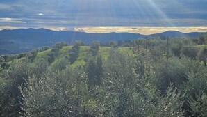 A mountainous landscape with olive groves and distant hills under a clear sky. - Il Peppolo Country House  (Pelago)