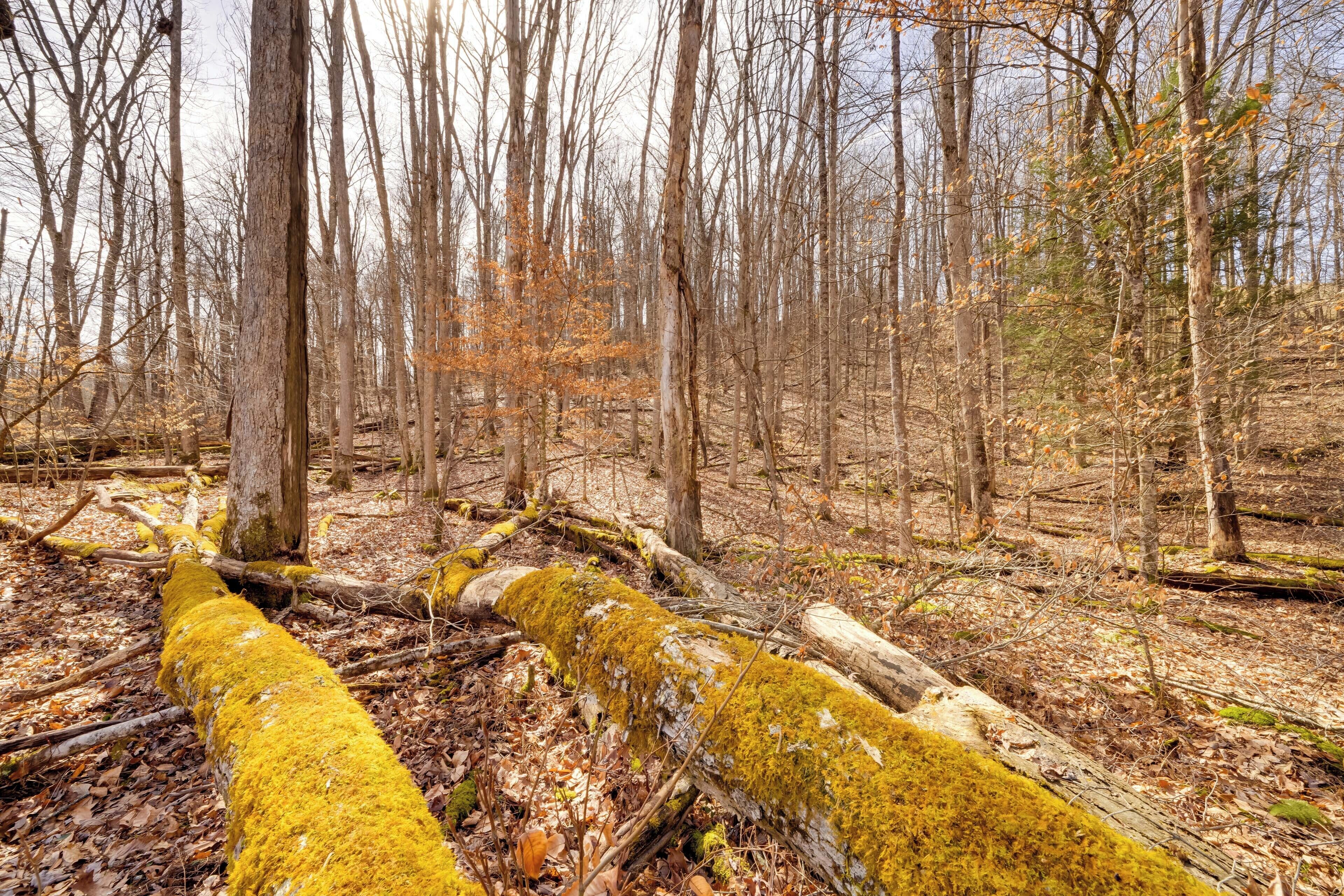 A forest with a fallen tree covered in moss.