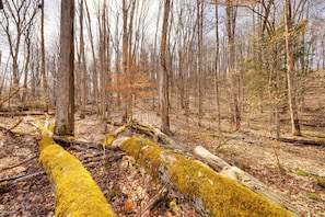 Un bosque con un árbol caído cubierto de musgo.