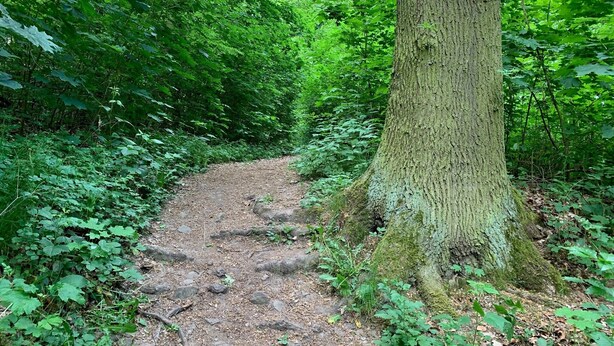 Ein bewaldeter Pfad mit einer Naturstraße, umgeben von dichtem Grün und Bäumen.