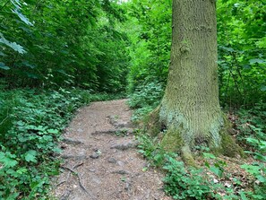Uma trilha arborizada com caminho de terra, rodeada por folhagem verde densa e árvores.