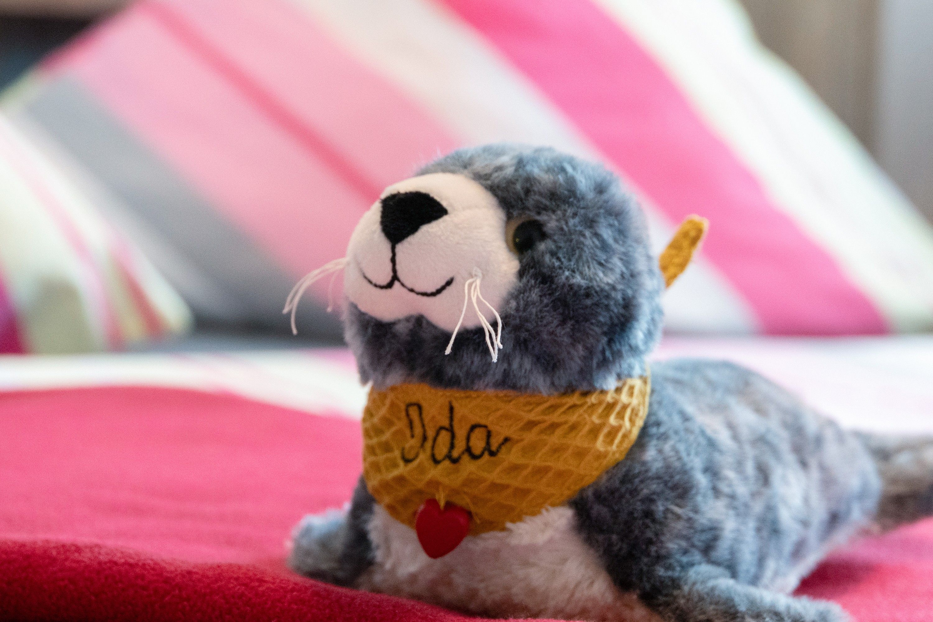 Un peluche con un cuore e il nome 'Dda' sulla bandana.